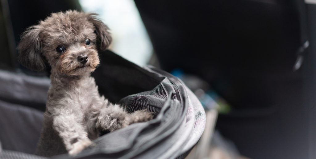 Playful little poodle puppy standing the the basket.